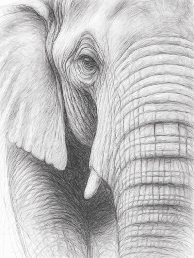 Strength and wisdom in monochrome Detailed digital pencil portrait of an elephant with textured skin and realistic shading