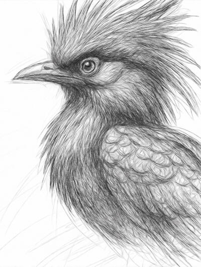 Delicate detail in every feather Realistic digital pencil drawing of a bird in detailed black and white sketch style