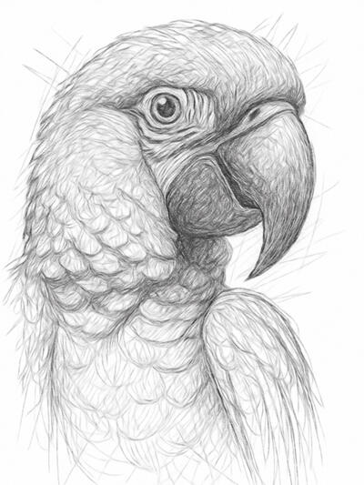 Feathers, texture, and tropical character Detailed digital pencil artwork of a parrot perched in realistic black and white style