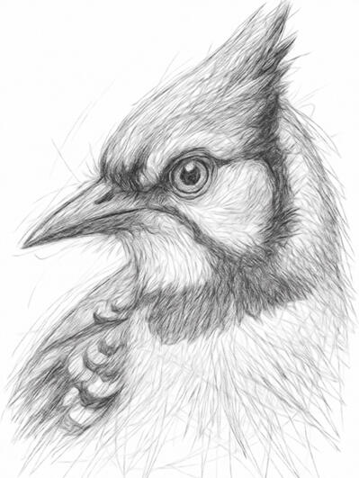 Blue Jay portrait created in a realistic pencil art style. Digital pencil artwork of a blue jay with realistic feather detail and delicate shading.